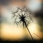 Pusteblume bei Sonnenuntergang