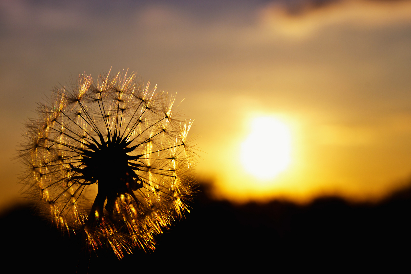 Pusteblume bei Sonnenuntergang