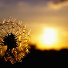 Pusteblume bei Sonnenuntergang