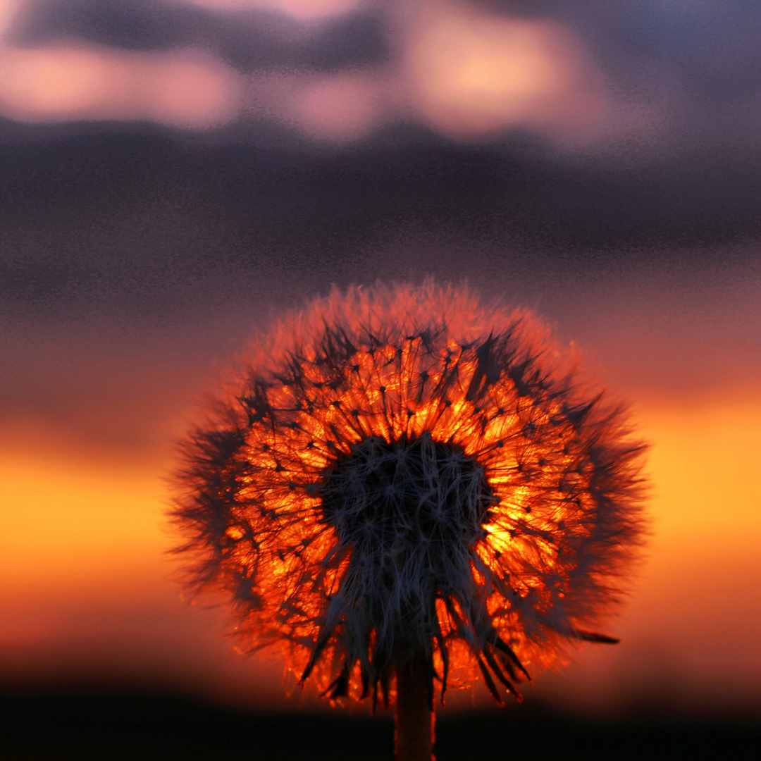 Pusteblume bei Sonnenuntergang