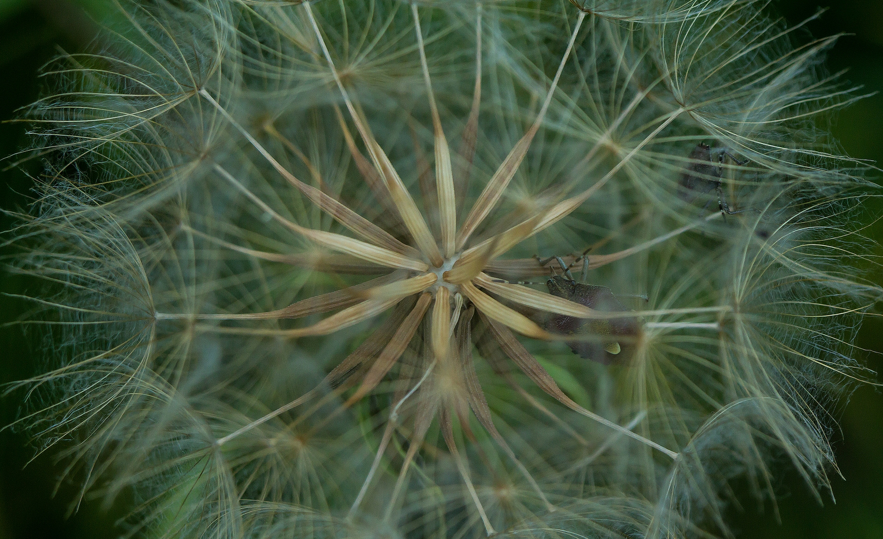 Pusteblume Bezirk Mitte