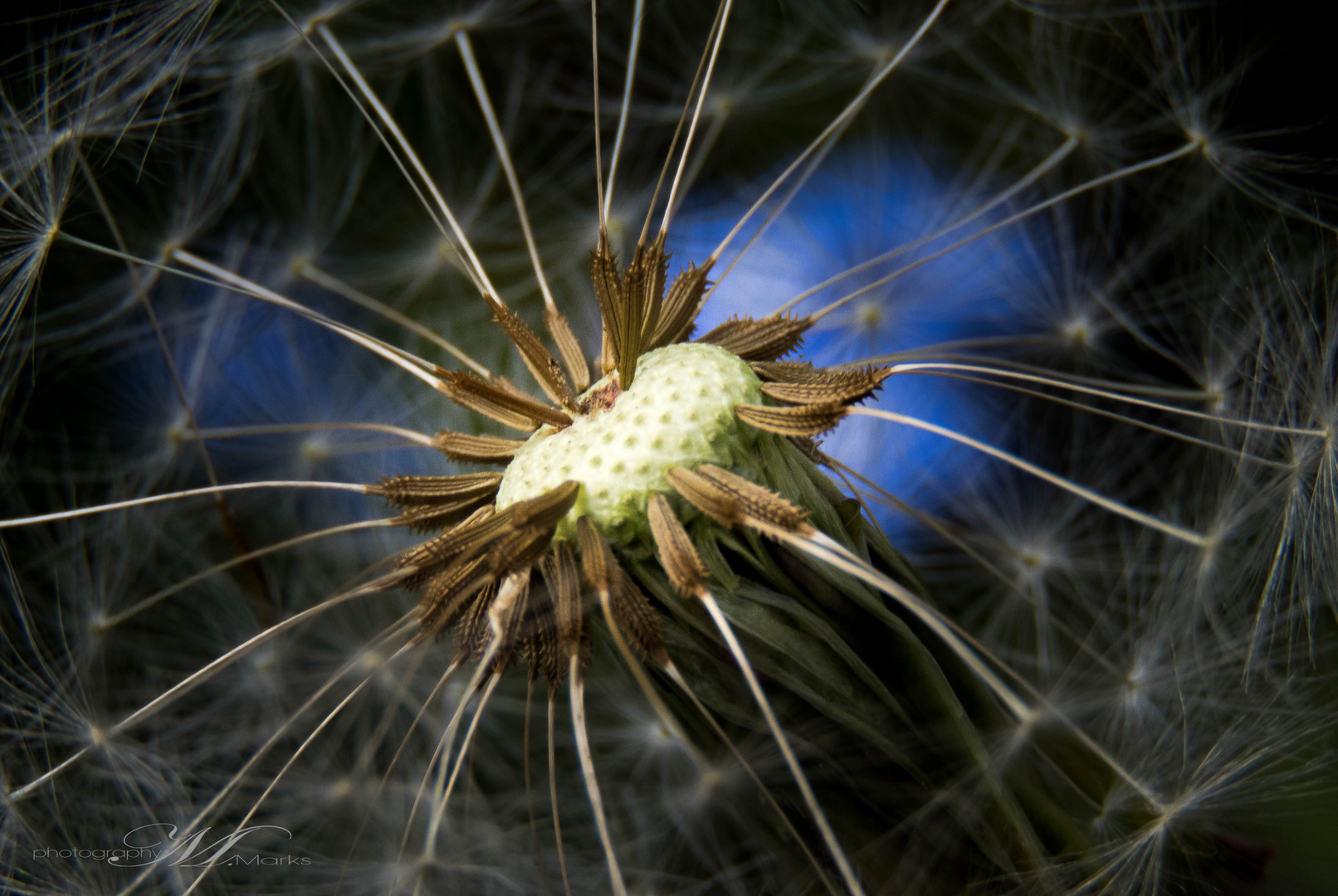 Pusteblume...!