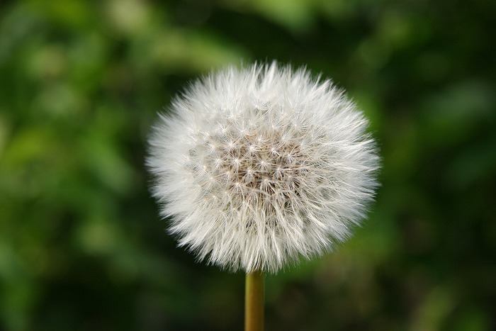 Pusteblume