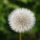 Pusteblume