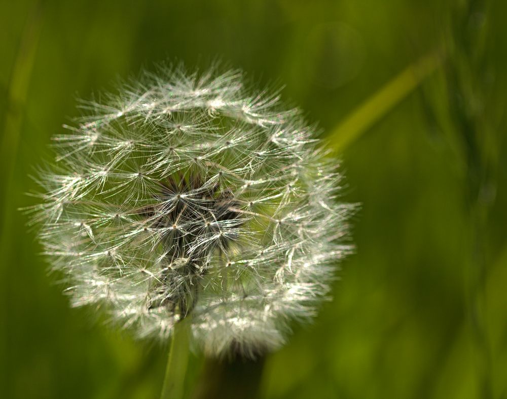 Pusteblume