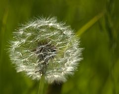 Pusteblume