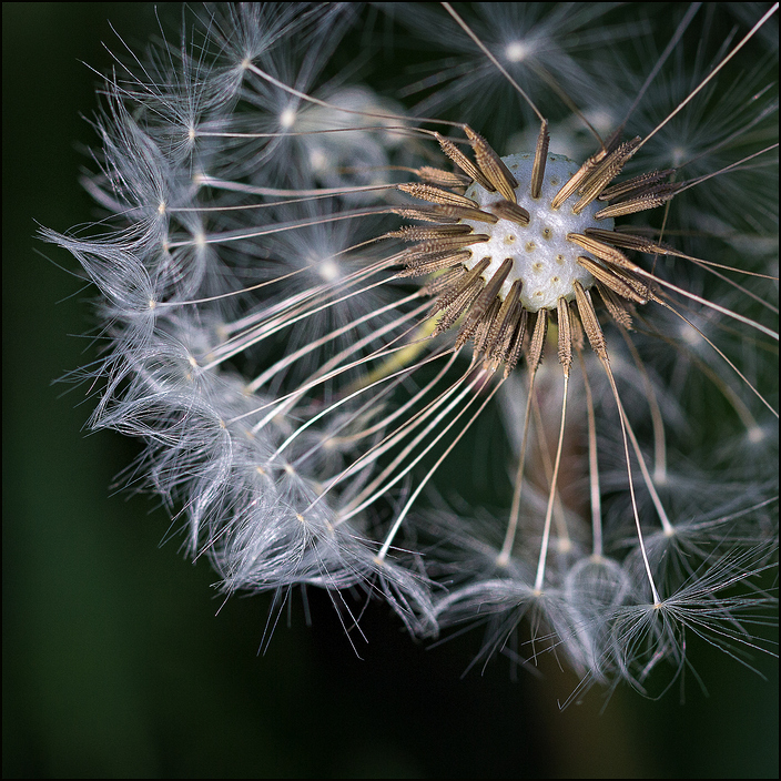 PusteBlume