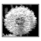 Pusteblume