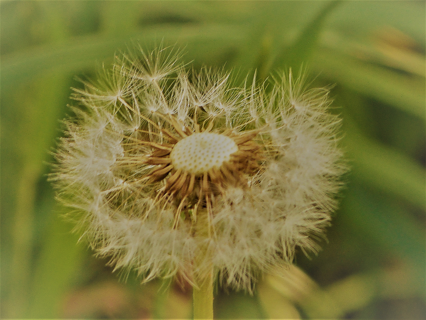 Pusteblume