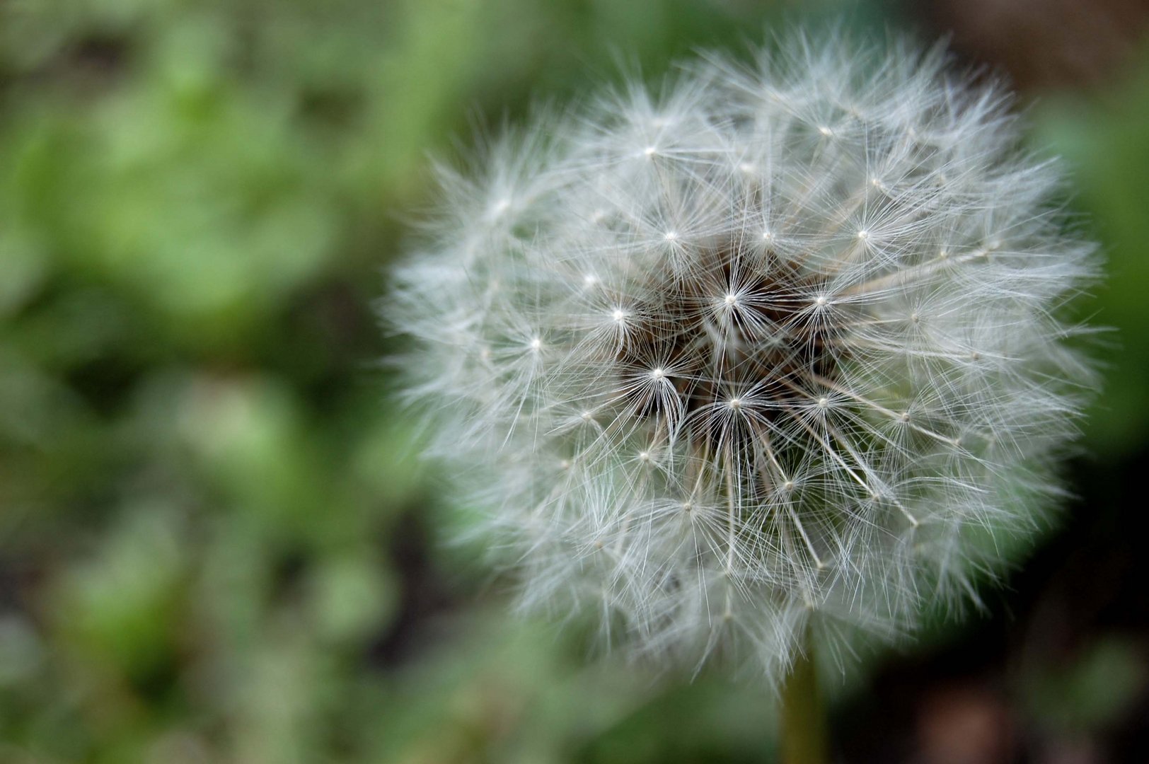 Pusteblume.