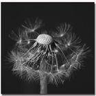 Pusteblume