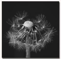 Pusteblume