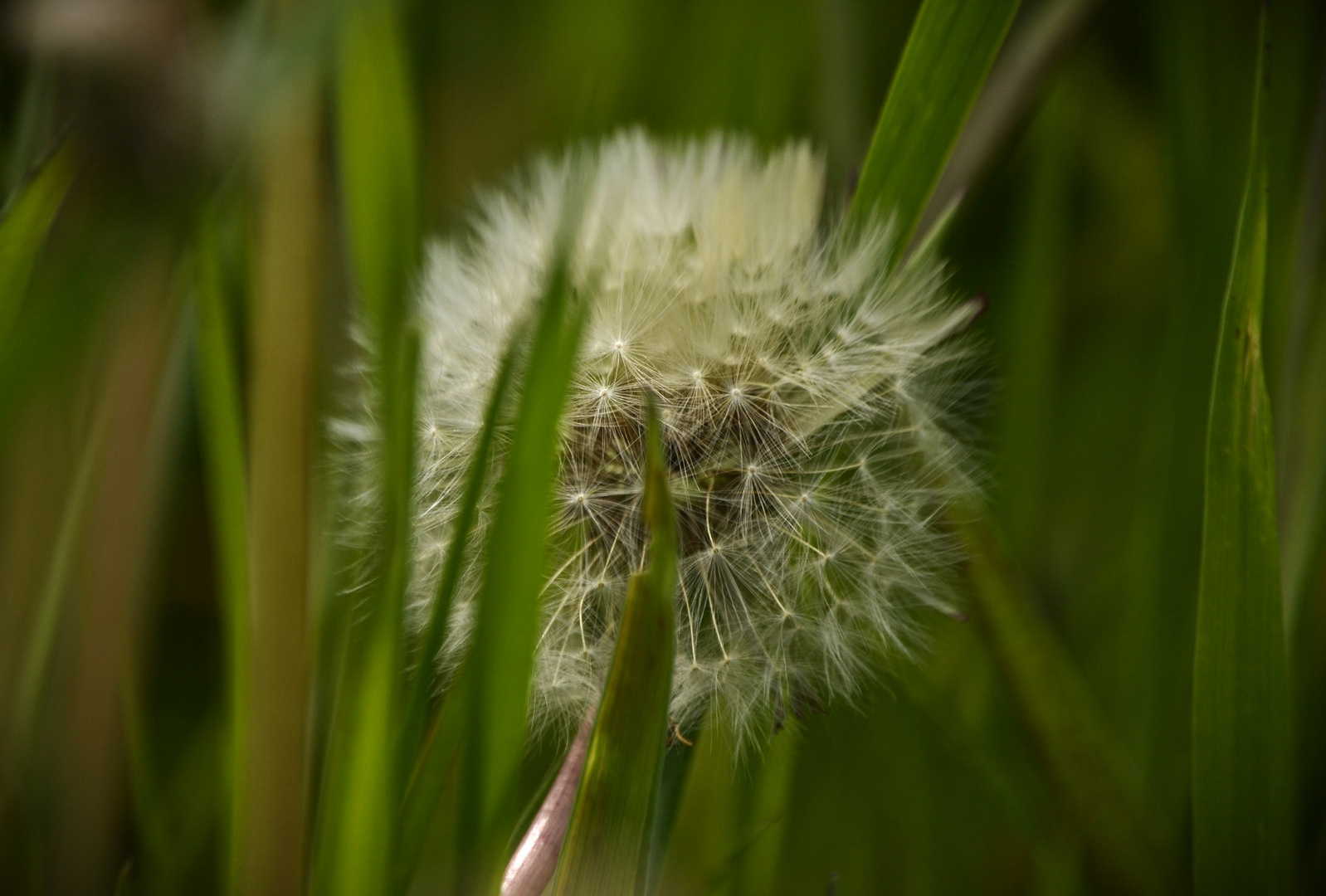 Pusteblume