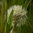 Pusteblume