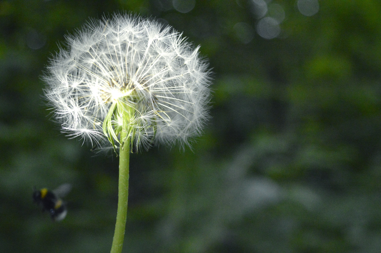 Pusteblume - Biene - Licht - Wald _ Mystik