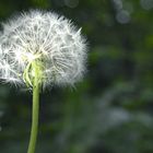 Pusteblume - Biene - Licht - Wald _ Mystik