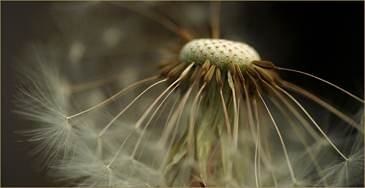 Pusteblume / Biðukolla