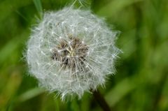 Pusteblume ... Blick von oben ;-)