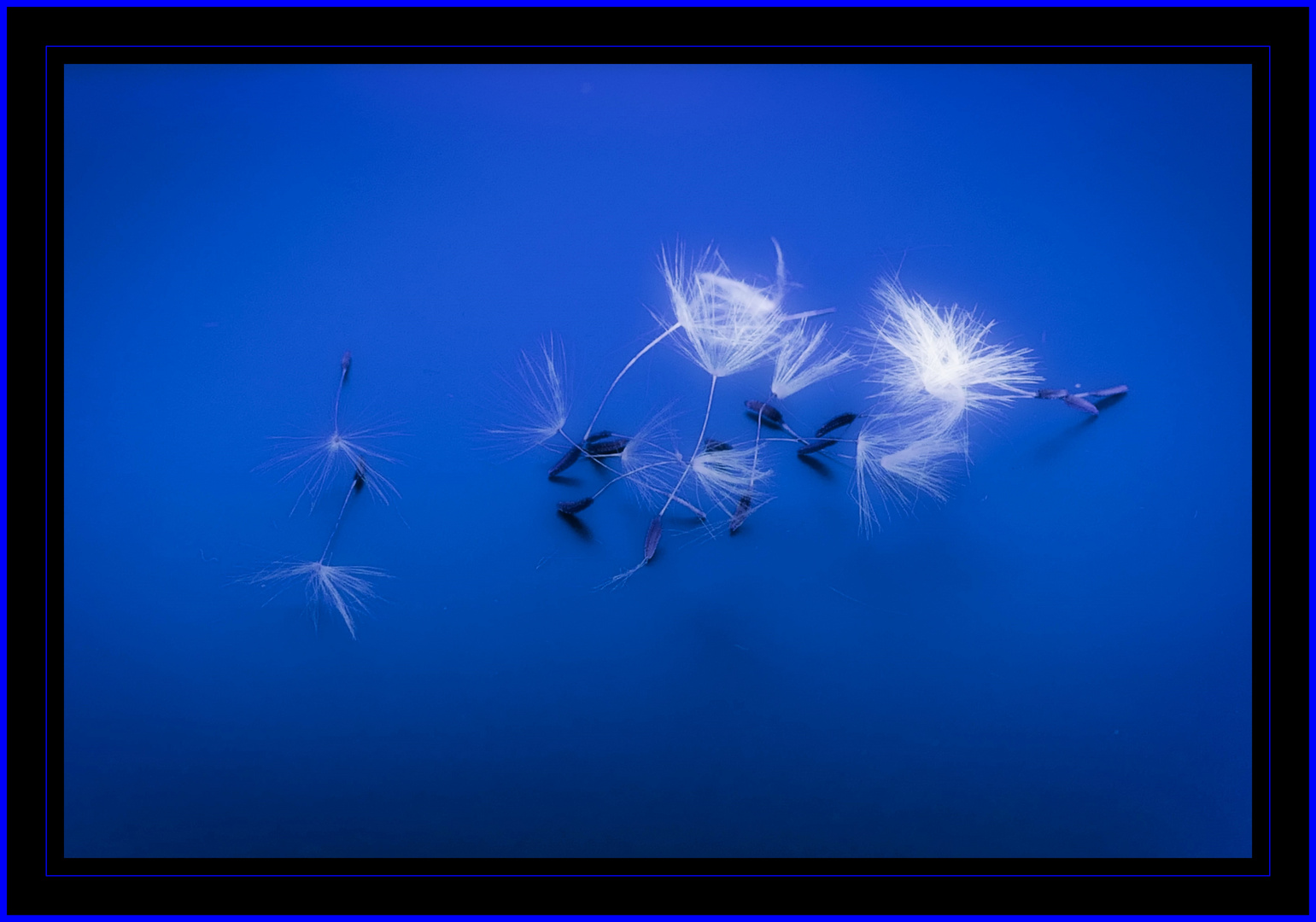 Pusteblume "Blue Motion"