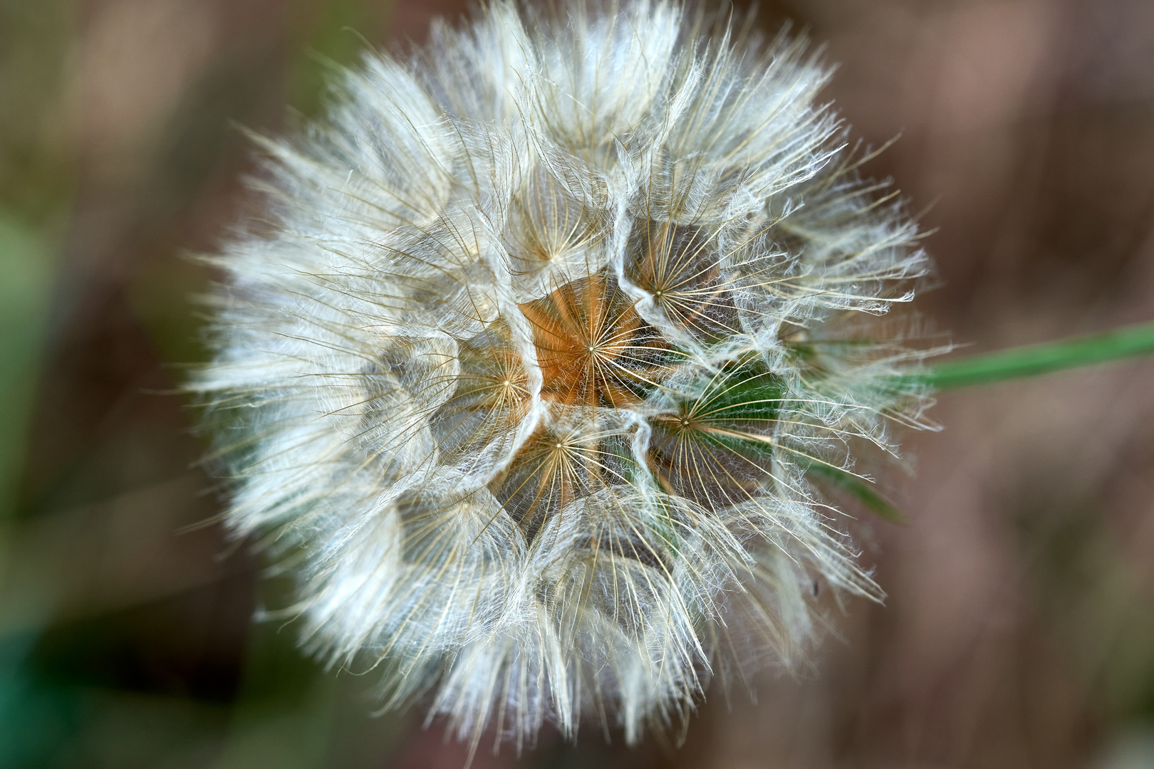 Pusteblume-Bocksbart