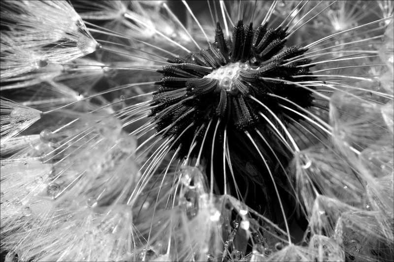 Pusteblume BW