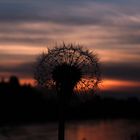 Pusteblume by night