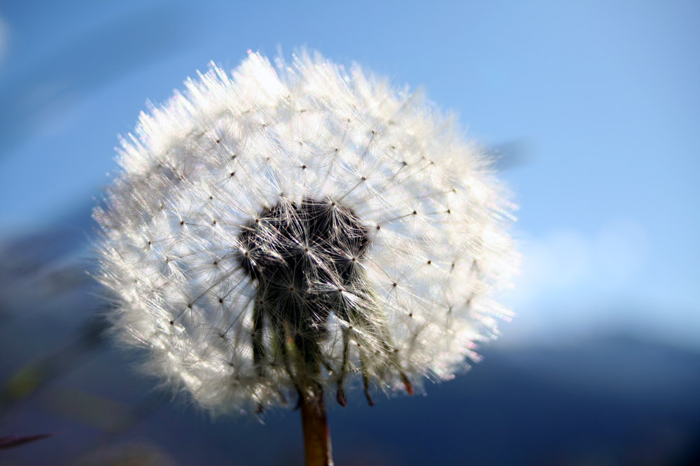 Pusteblume