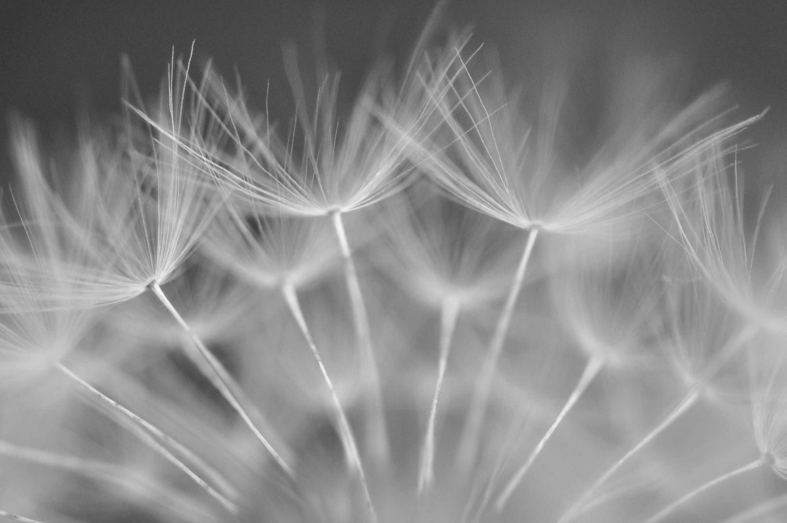 Pusteblume