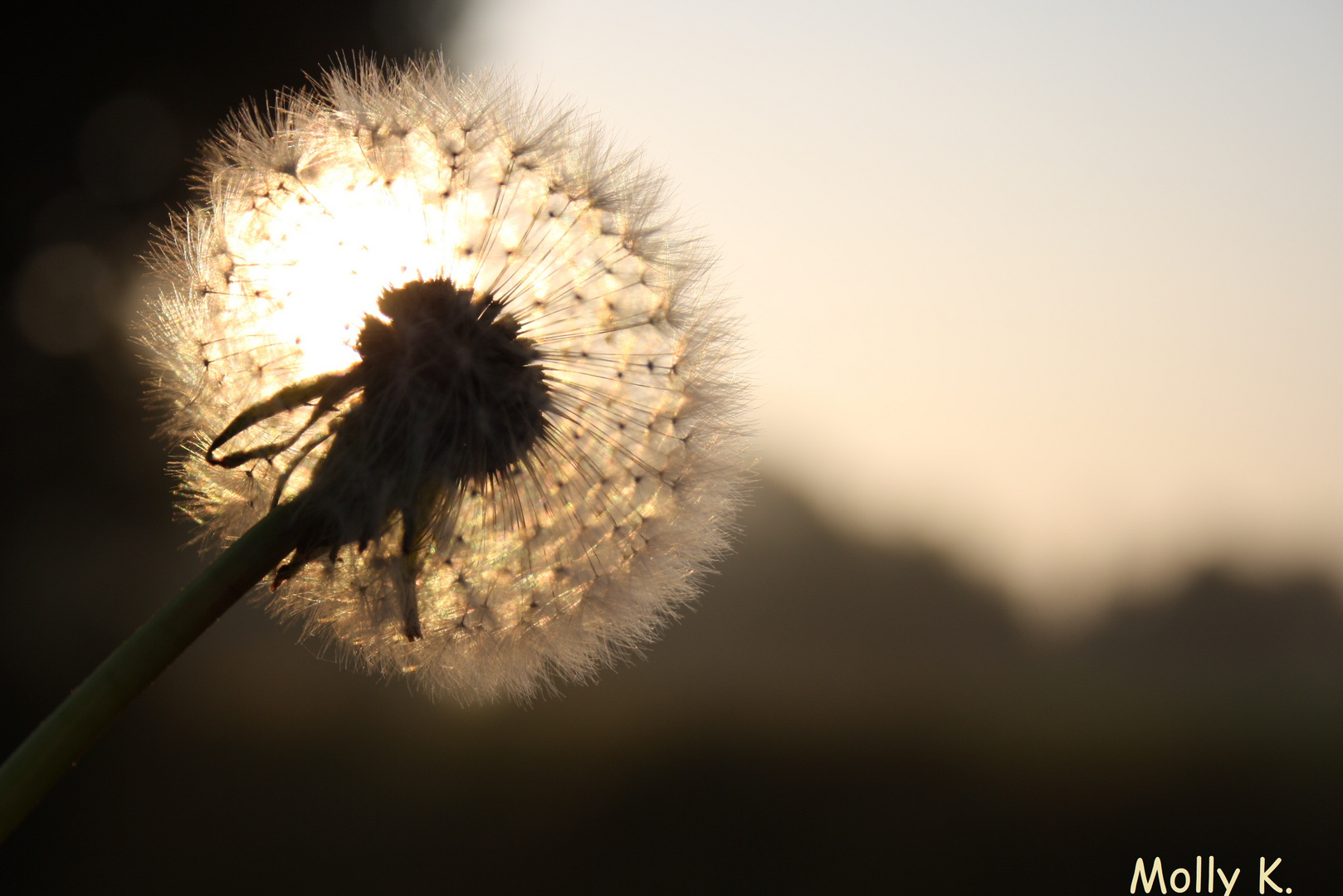 Pusteblume