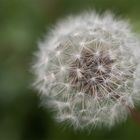 -- Pusteblume --