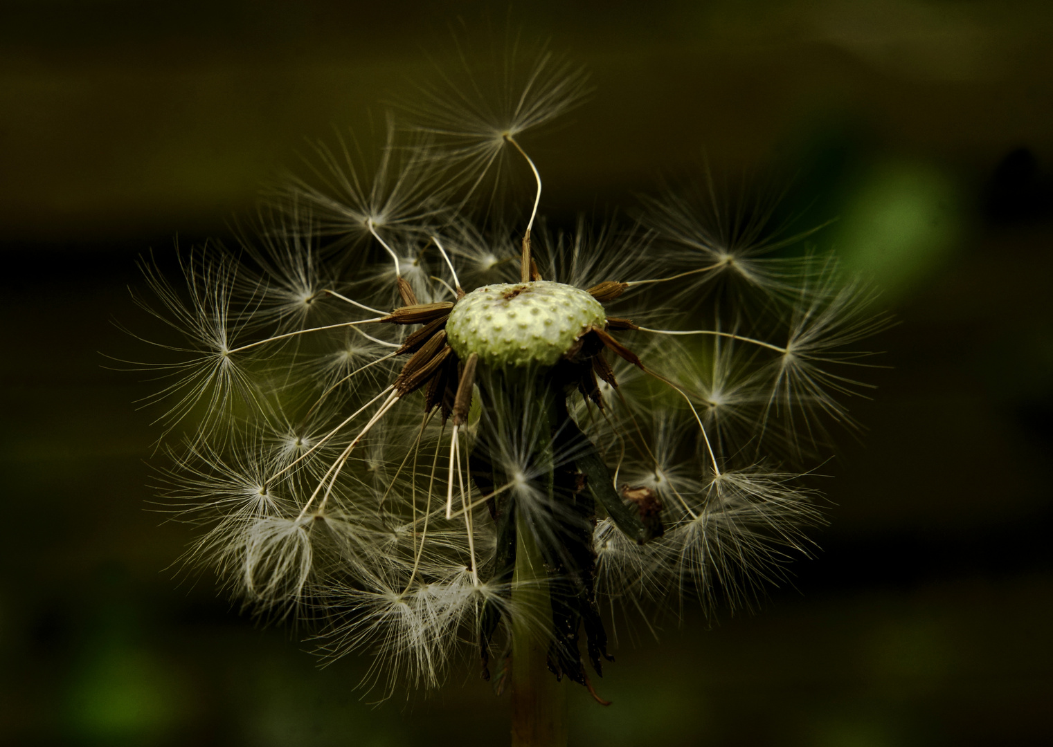 Pusteblume