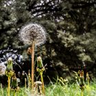 Pusteblume