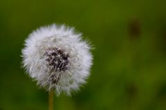 Pusteblume