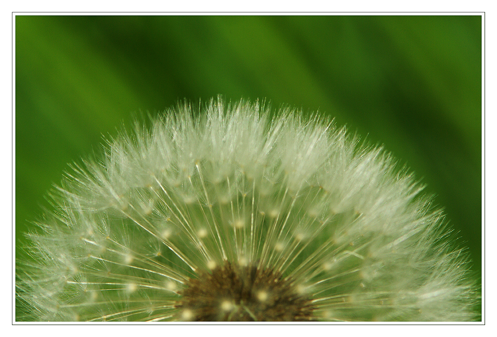 Pusteblume