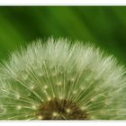 Pusteblume