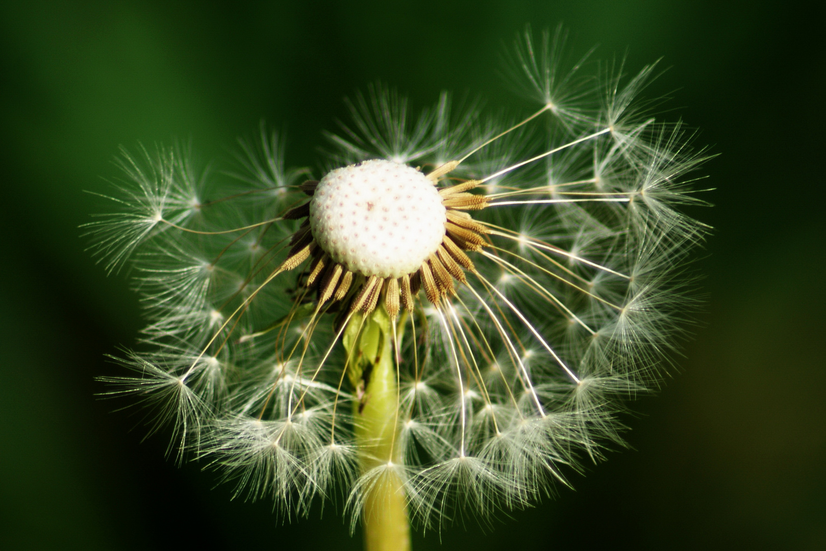 Pusteblume