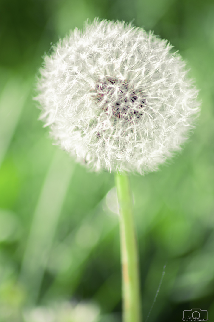 Pusteblume 