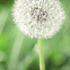 Pusteblume 