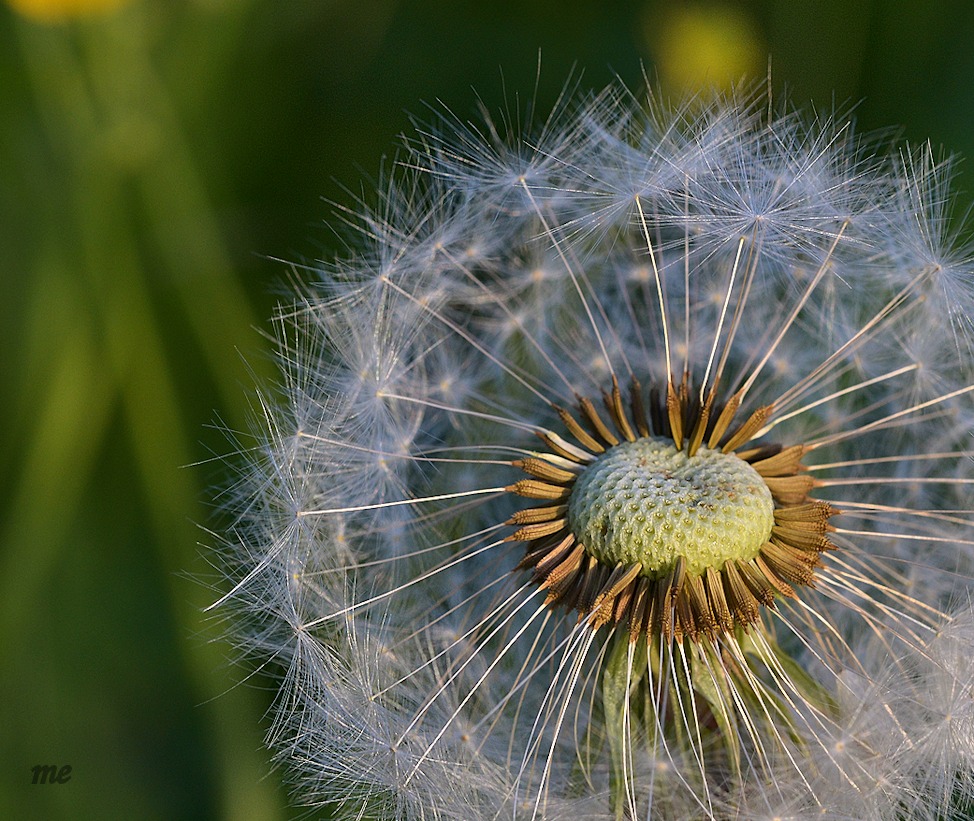 Pusteblume