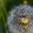 Pusteblume