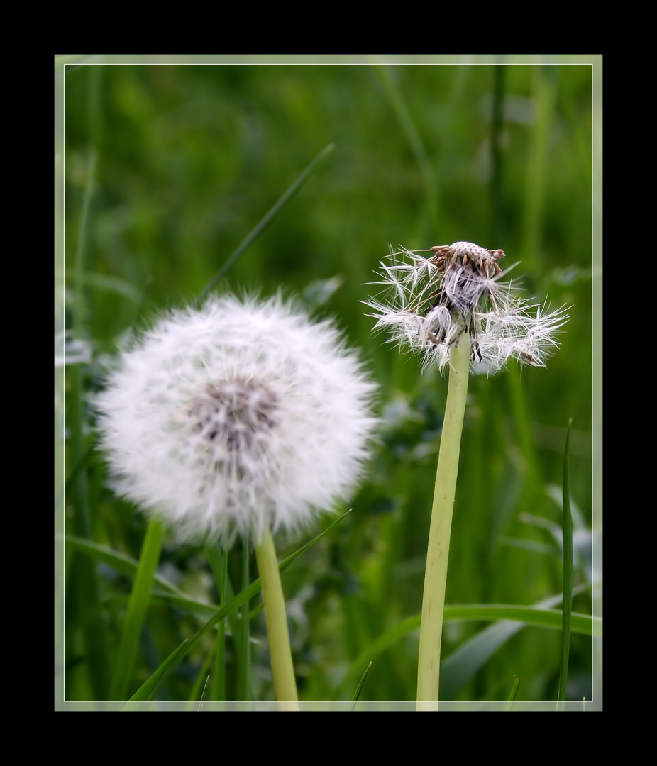 Pusteblume