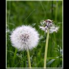 Pusteblume