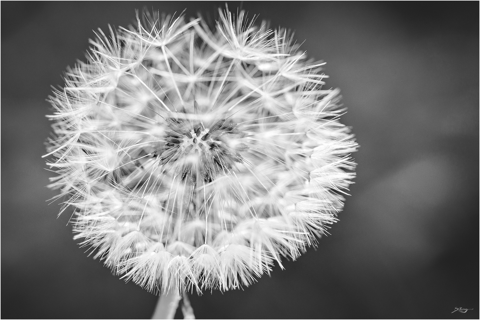 Pusteblume