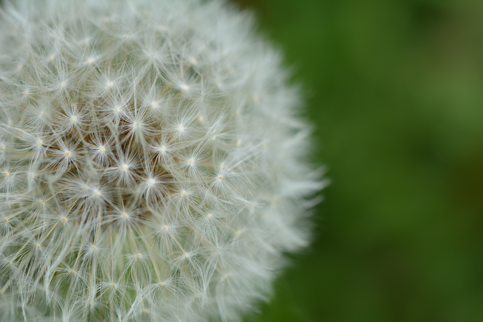 Pusteblume