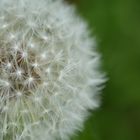 Pusteblume