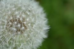 Pusteblume