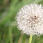 Pusteblume