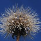 Pusteblume