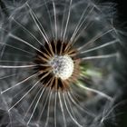 Pusteblume