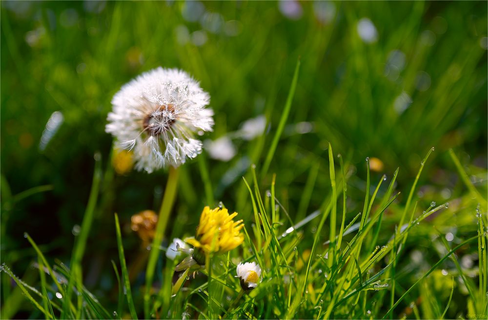 Pusteblume